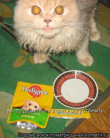 Котоматрица: ВЫ ЧТО ДУМАЕТЕ ЧТО Я ГЛУП.Я МОГУ ОТЛИЧИТЬ