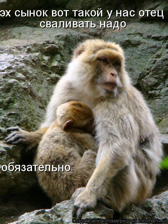 Котоматрица: эх сынок вот такой у нас отец сваливать надо обязательно