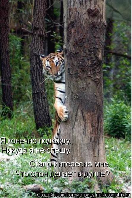 Я конечно подожду. Никуда я не спешу. Стало интересно мне. Что слон делает в дупле?... Котоматрица: Я конечно подожду. Никуда я не спешу. Стало интересно мне. Что слон делает в дупле?