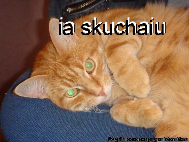 Котоматрица: ia skuchaiu ia skuchaiu