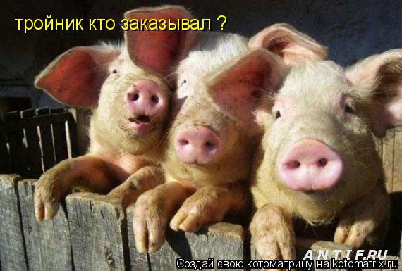 Котоматрица: тройник кто заказывал ?