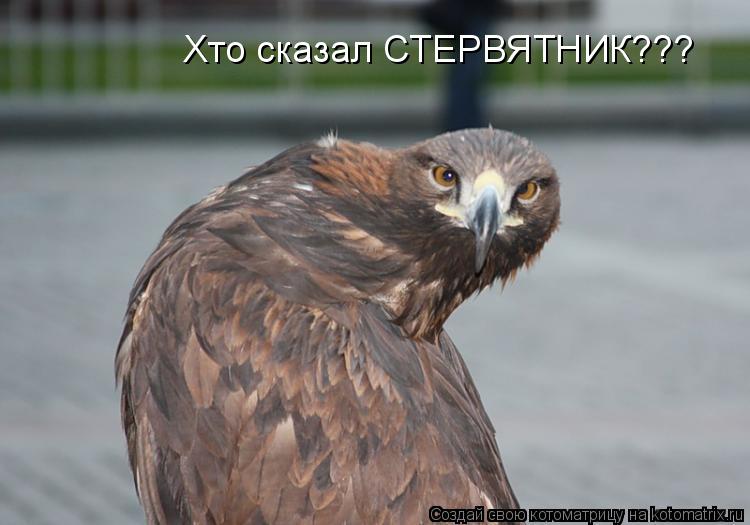 Котоматрица: Хто сказал СТЕРВЯТНИК???
