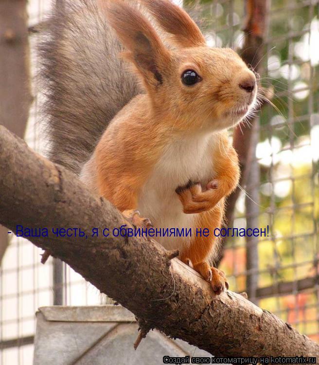 Котоматрица: - Ваша честь, я с обвинениями не согласен!