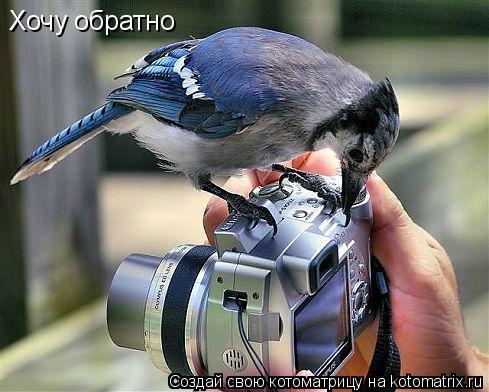 Котоматрица: Хочу обратно