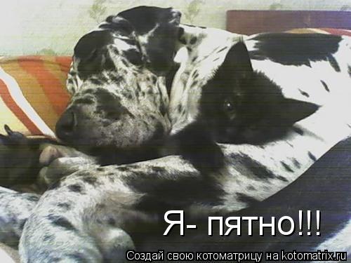 Котоматрица: Я- пятно!!!