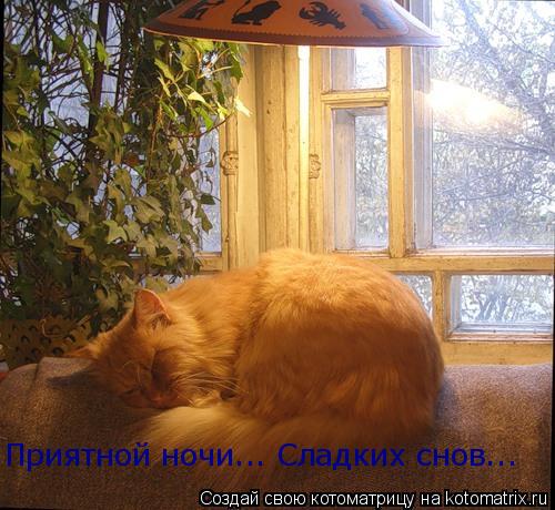 Котоматрица: Приятной ночи... Сладких снов...