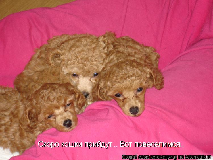 Котоматрица: Скоро кошки прийдут... Вот повеселимся..