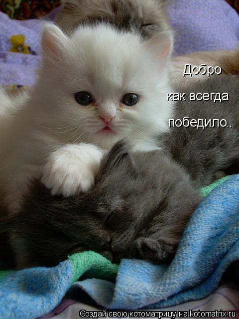 Котоматрица: Добро как всегда победило ..