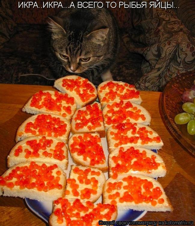 ИКРА..ИКРА...А ВСЕГО ТО РЫБЬЯ ЯЙЦЫ...... Котоматрица: ИКРА..ИКРА...А ВСЕГО ТО РЫБЬЯ ЯЙЦЫ...