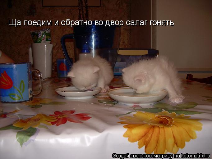 Котоматрица: -Ща поедим и обратно во двор салаг гонять