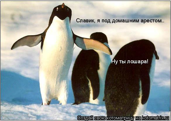 Котоматрица: Славик, я под домашним арестом.. Ну ты лошара!