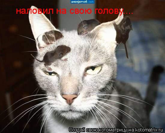 наловил на свою голову....... Котоматрица: наловил на свою голову....