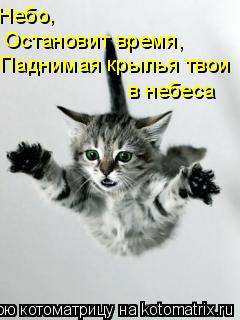 Котоматрица: Небо , Остановит время, Паднимая крылья твои в небеса