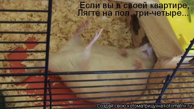 Котоматрица: Если вы в своей квартире, Лягте на пол, три-четыре...