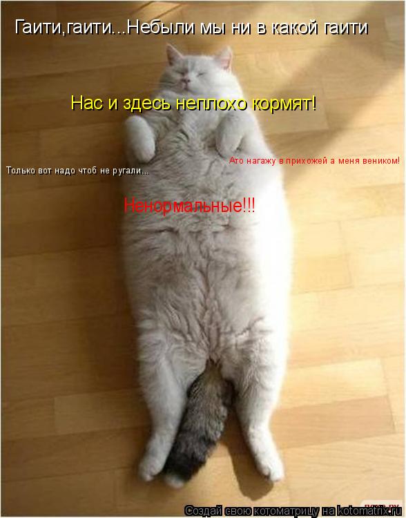 Котоматрица: Гаити,гаити...Небыли мы ни в какой гаити Только вот надо чтоб не ругали... Ато нагажу в прихожей а меня веником! Нас и здесь неплохо кормят! Нен