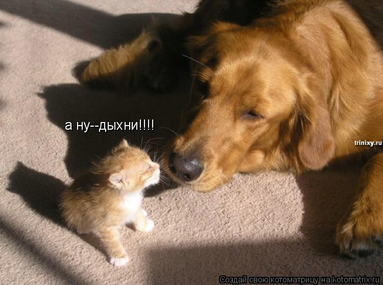 Котоматрица: а ну--дыхни!!!!