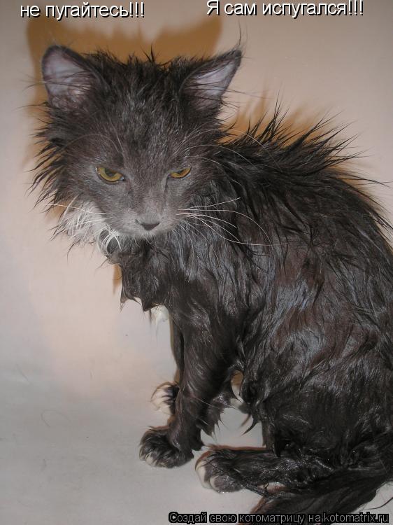 Котоматрица: не пугайтесь!!! Я сам испугался!!!