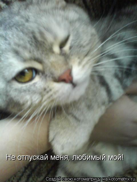 Котоматрица: Не отпускай меня, любимый мой!