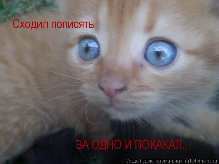 Котоматрица: Сходил пописять ЗА ОДНО И ПОКАКАЛ...