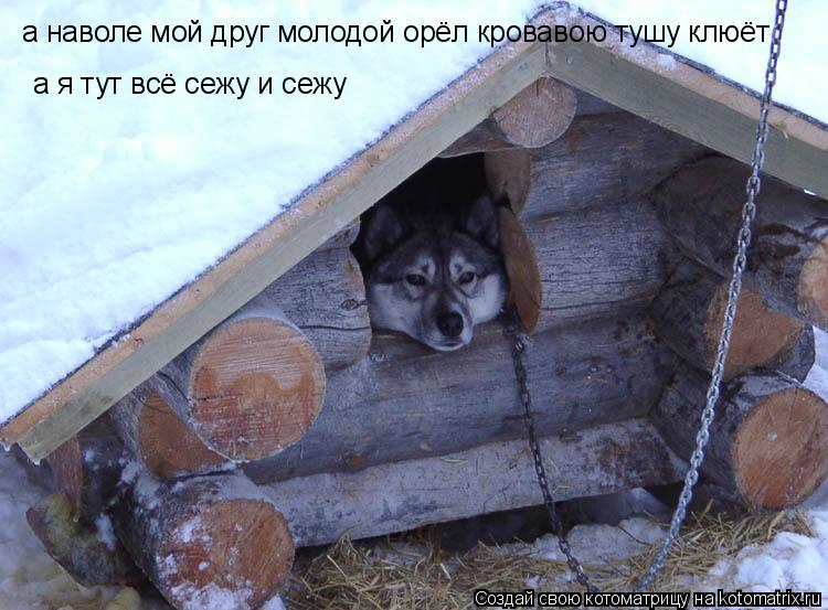 а наволе мой друг молодой орёл кровавою тушу клюёт а я тут всё сежу и сежу... Котоматрица: а наволе мой друг молодой орёл кровавою тушу клюёт а я тут всё сежу и сежу