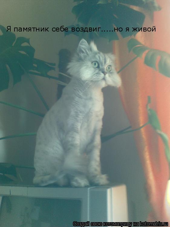 Котоматрица: Я памятник себе воздвиг.....но я живой