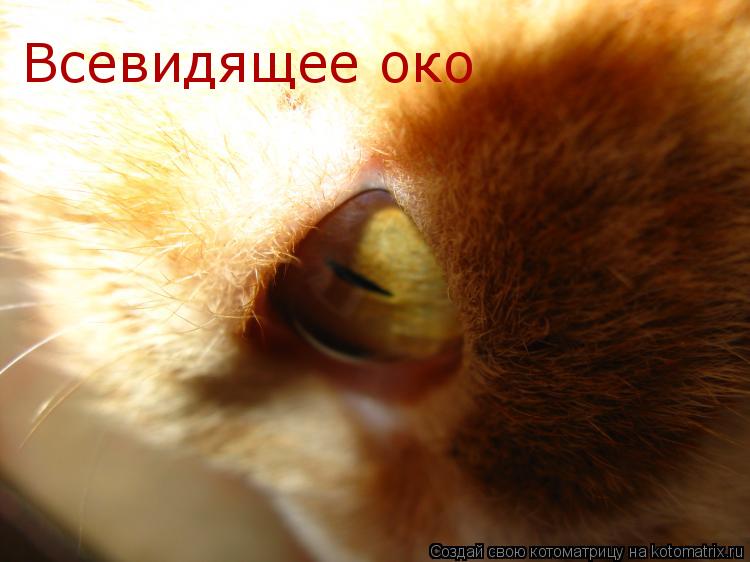 Всевидящее око... Котоматрица: Всевидящее око
