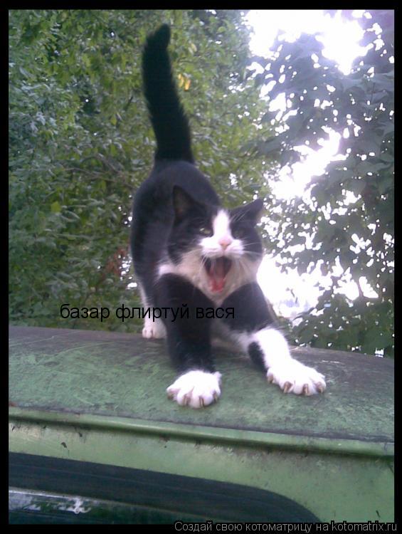 Котоматрица: базар флиртуй вася