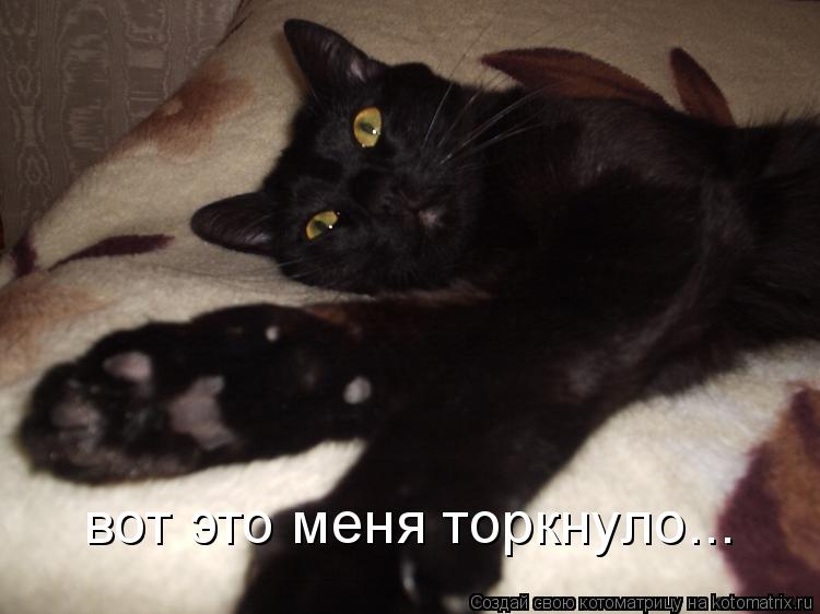 вот это меня торкнуло...... Котоматрица: вот это меня торкнуло...