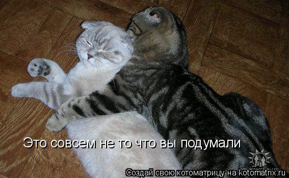 Это совсем не то что вы подумали... Котоматрица: Это совсем не то что вы подумали
