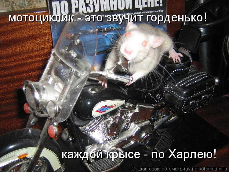 мотоциклик - это звучит горденько! каждой крысе - по Харлею!... Котоматрица: мотоциклик - это звучит горденько! каждой крысе - по Харлею!
