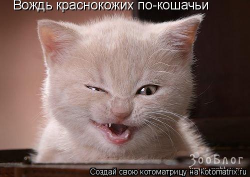 Вождь краснокожих по-кошачьи... Котоматрица: Вождь краснокожих по-кошачьи