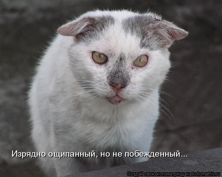 Котоматрица: Изрядно ощипанный, но не побежденный...