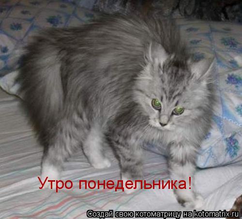 Утро понедельника!... Котоматрица: Утро понедельника!