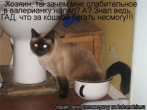 Хозяин, ты зачем мне слабительное в валерианку налил? А? Знал ведь, ГАД, что за кошкой бегать несмог... Котоматрица: Хозяин, ты зачем мне слабительное в валерианку налил? А? Знал ведь, ГАД, что за кошкой бегать несмогу!!!
