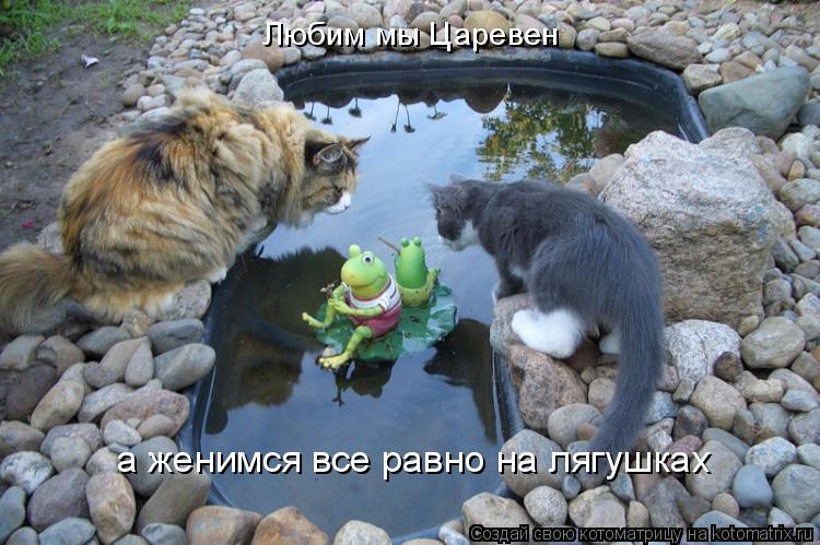 Котоматрица: Любим мы Царевен а женимся все равно на лягушках