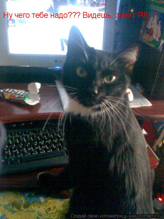 Котоматрица: Ну чего тебе надо??? Видешь, занят Я!!!!!!