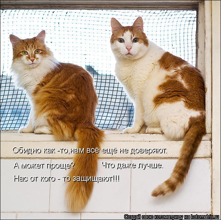 Обидно как -то,нам всё ещё не доверяют. А может проще? Что даже лучше. Нас от кого - то защищают!!!... Котоматрица: Обидно как -то,нам всё ещё не доверяют. А может проще? Что даже лучше. Нас от кого - то защищают!!!