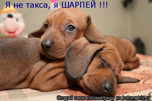 Я не такса, я ШАРПЕЙ !!!... Котоматрица: Я не такса, я ШАРПЕЙ !!!