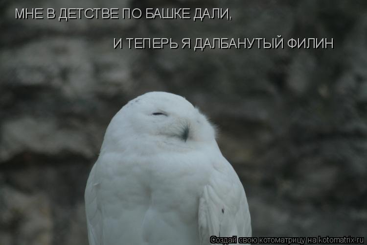 Котоматрица: МНЕ В ДЕТСТВЕ ПО БАШКЕ ДАЛИ И ТЕПЕРЬ Я ДАЛБАНУТЫЙ ФИЛИН , ,