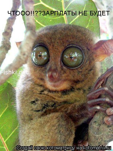 Котоматрица: ЧТООО!!??ЗАРПЛАТЫ НЕ БУДЕТ