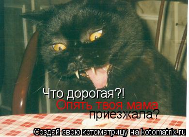 Котоматрица: Что дорогая?! Опять твоя мама  приезжала?
