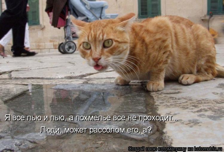 Котоматрица: Я все пью и пью, а похмелье все не проходит... Люди, может рассолом его, а?