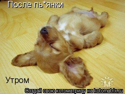 Котоматрица: После пь*янки Утром