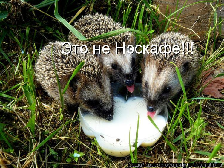 Это не Нэскафе!!!... Котоматрица: Это не Нэскафе!!!