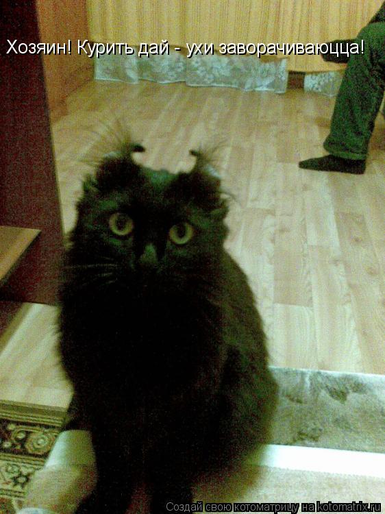 Хозяин! Курить дай - ухи заворачиваюцца!... Котоматрица: Хозяин! Курить дай - ухи заворачиваюцца!