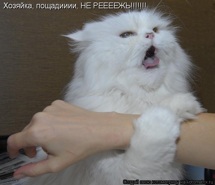 Котоматрица: Хозяйка, пощадииии, НЕ РЕЕЕЕЖЬ!!!!!!!