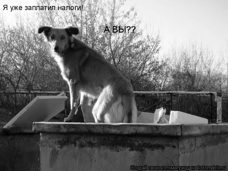 Котоматрица: Я уже заплатил налоги! А ВЫ??