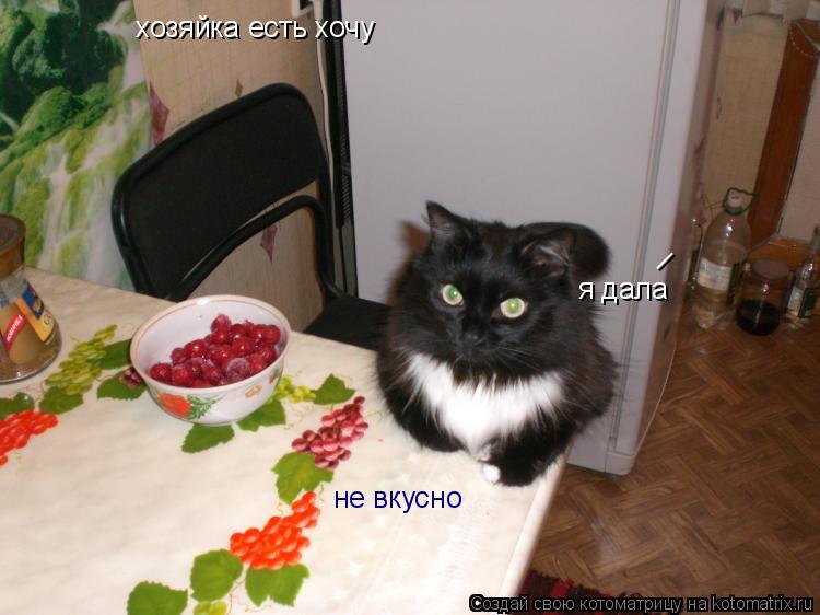 Котоматрица: хозяйка есть хочу I I я дала не вкусно