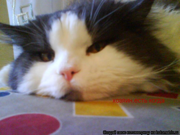 Котоматрица: хозяин,есть когда