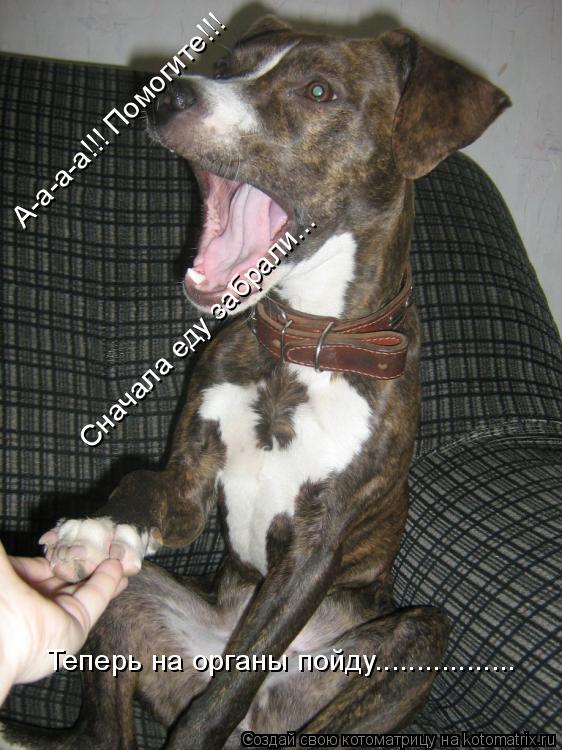 Котоматрица: А-а-а-а!!! Помогите!!! Сначала еду забрали... Теперь на органы пойду.................